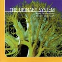 Urinary system