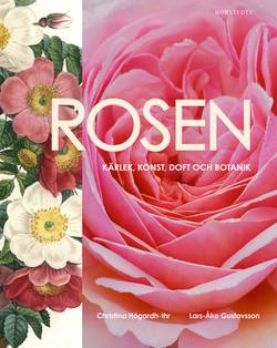 Rosen : kärlek, konst, doft och botanik