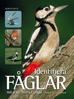 Identifiera fåglar : 160 arter i norra Europa
