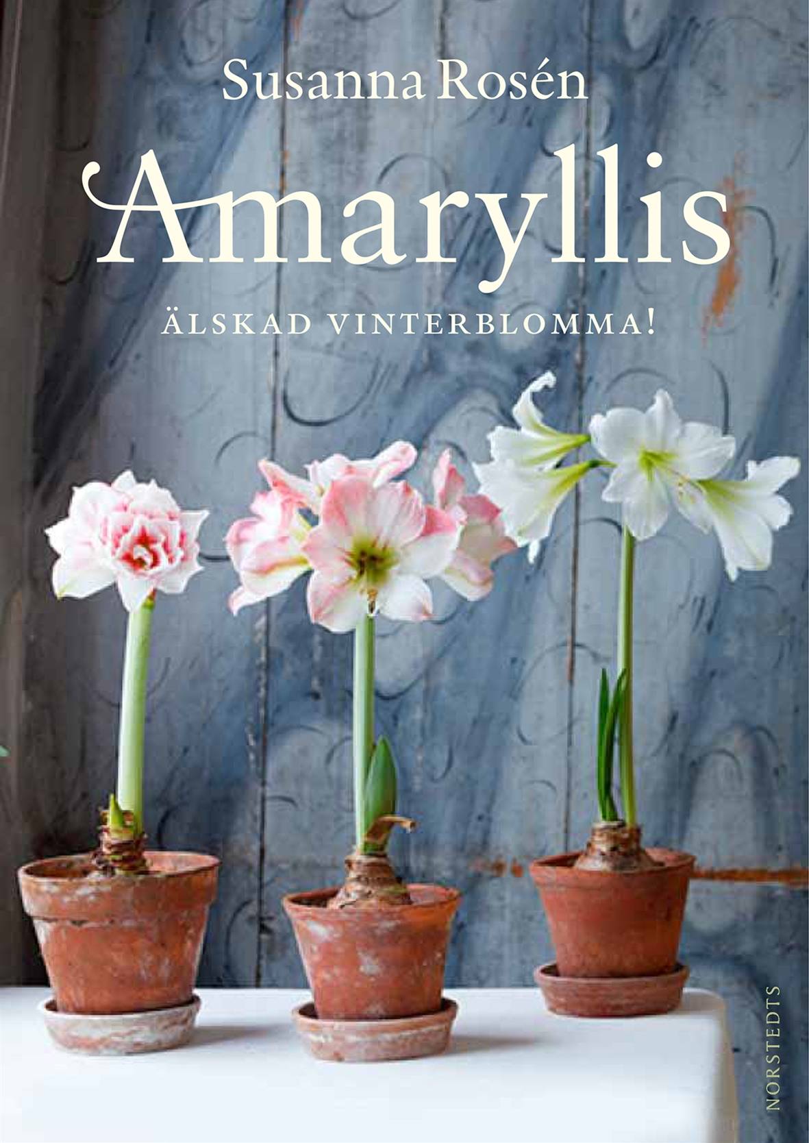 Amaryllis : älskad vinterblomma!