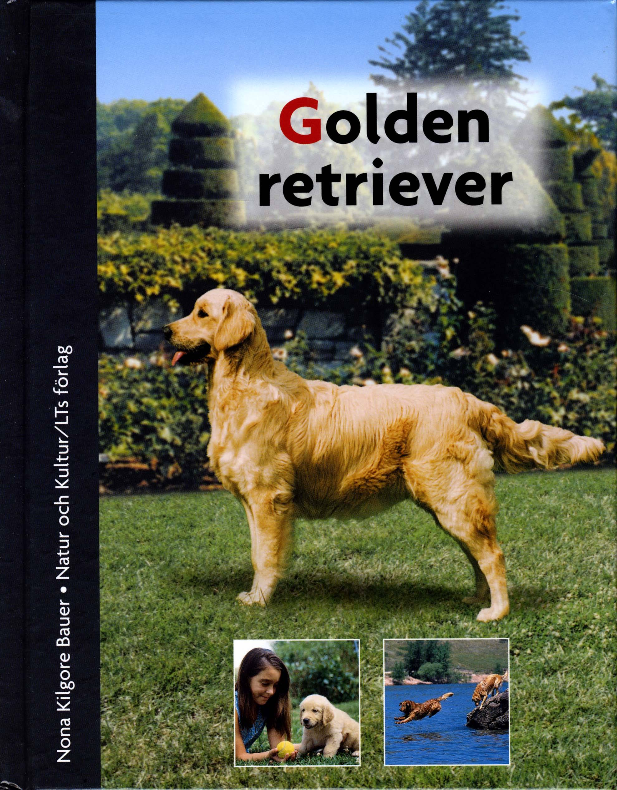 Golden retriever