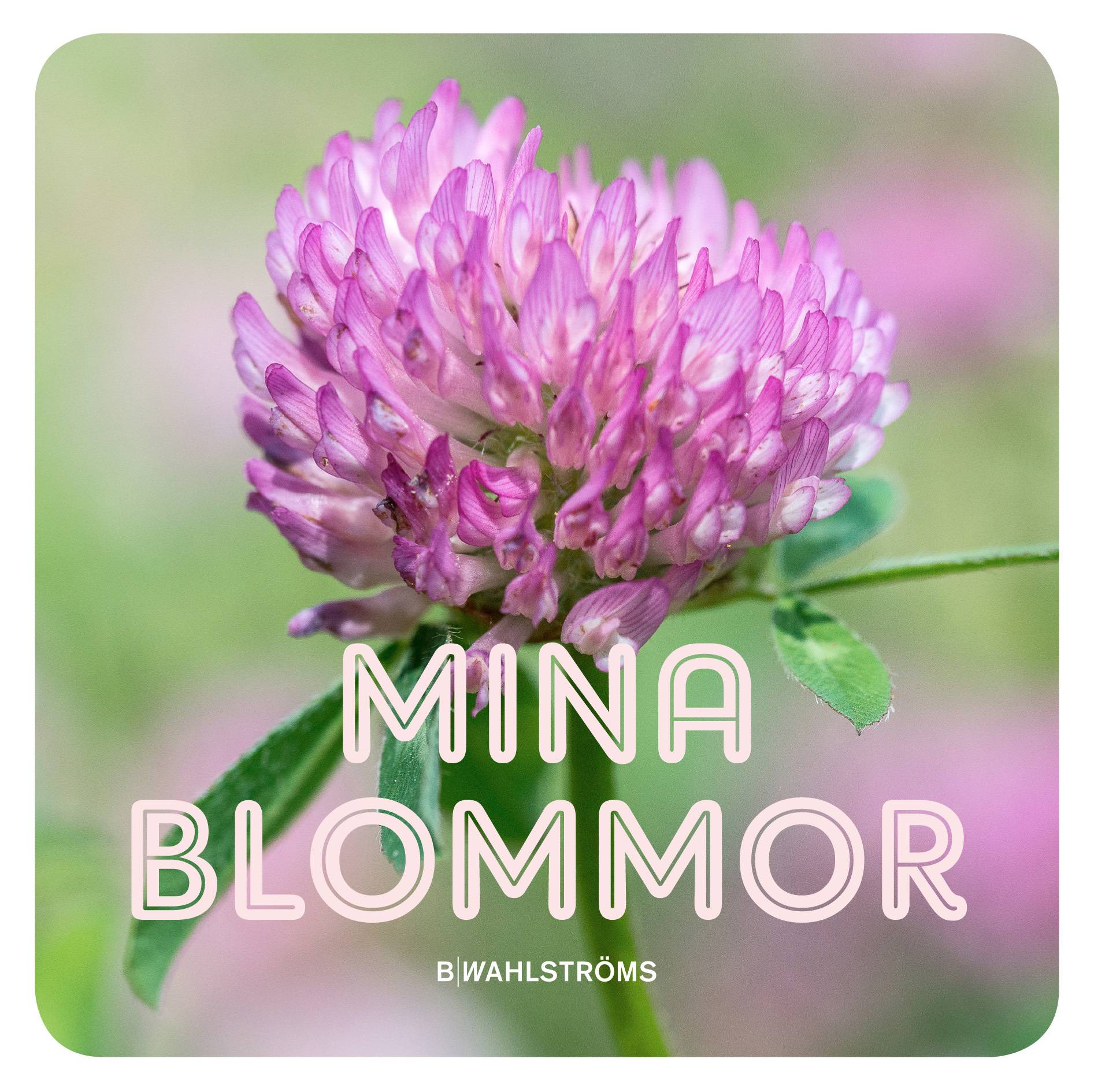 Mina blommor