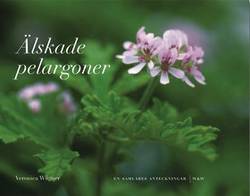 Älskade pelargoner