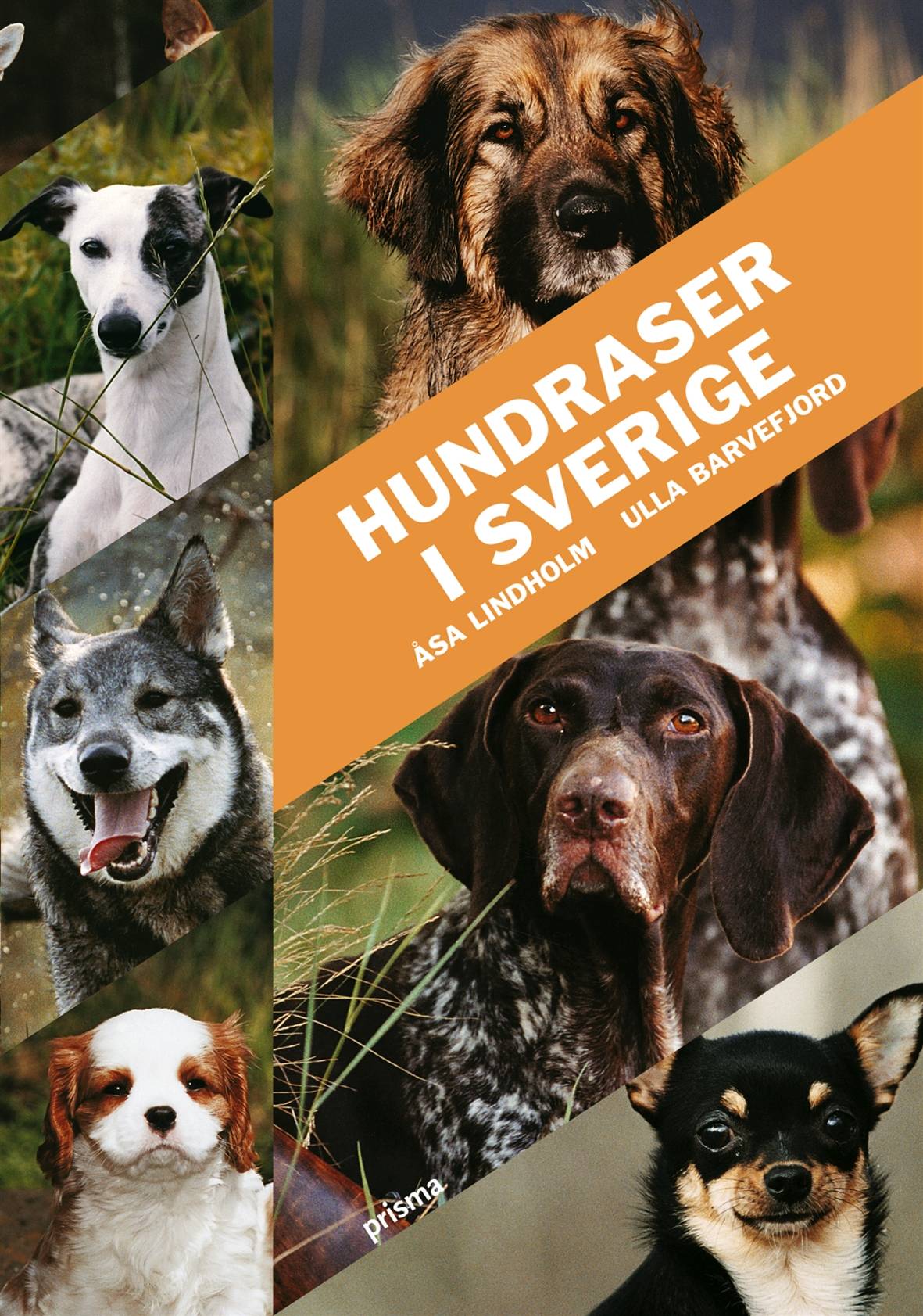 Hundraser i Sverige