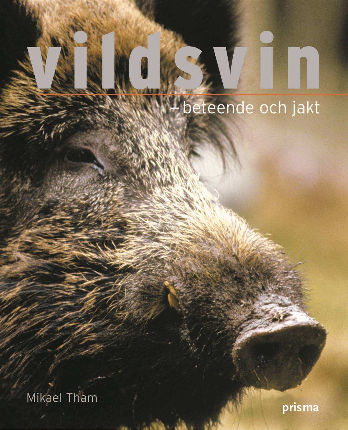 Vildsvin : Beteende och jakt