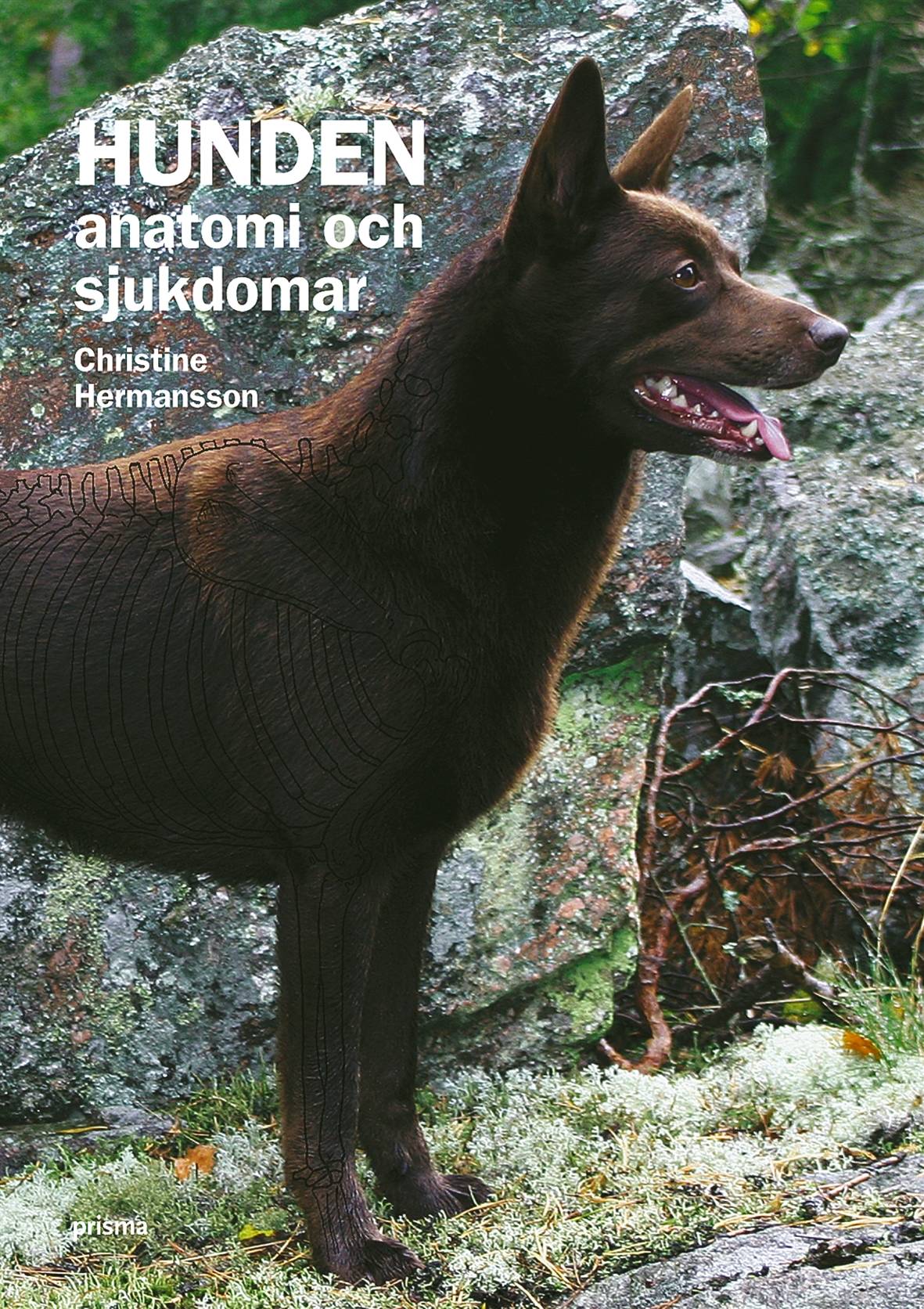 Hunden : anatomi och sjukdomar