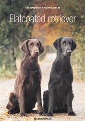 Flatcoated retriever