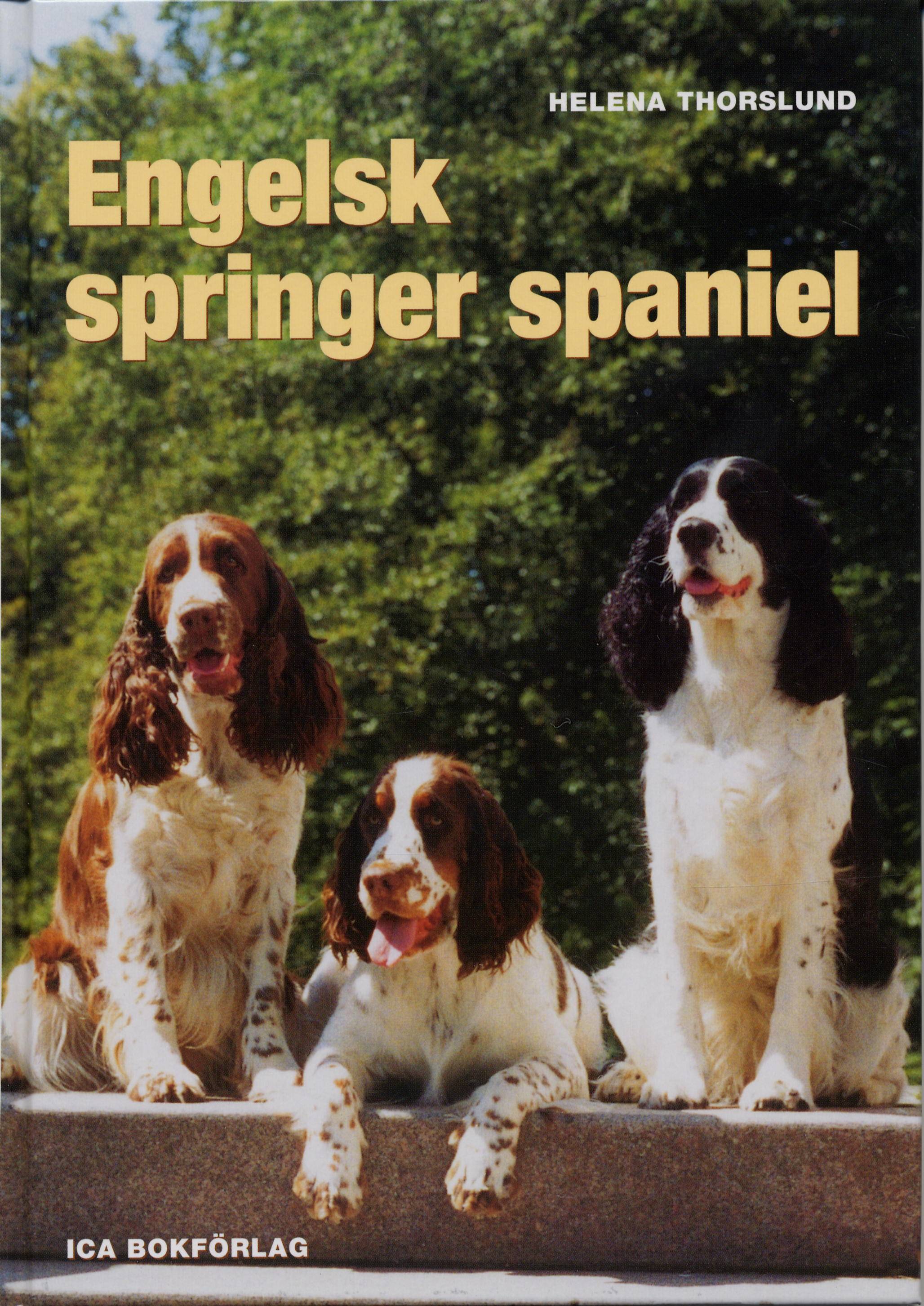 Engelsk springer spaniel