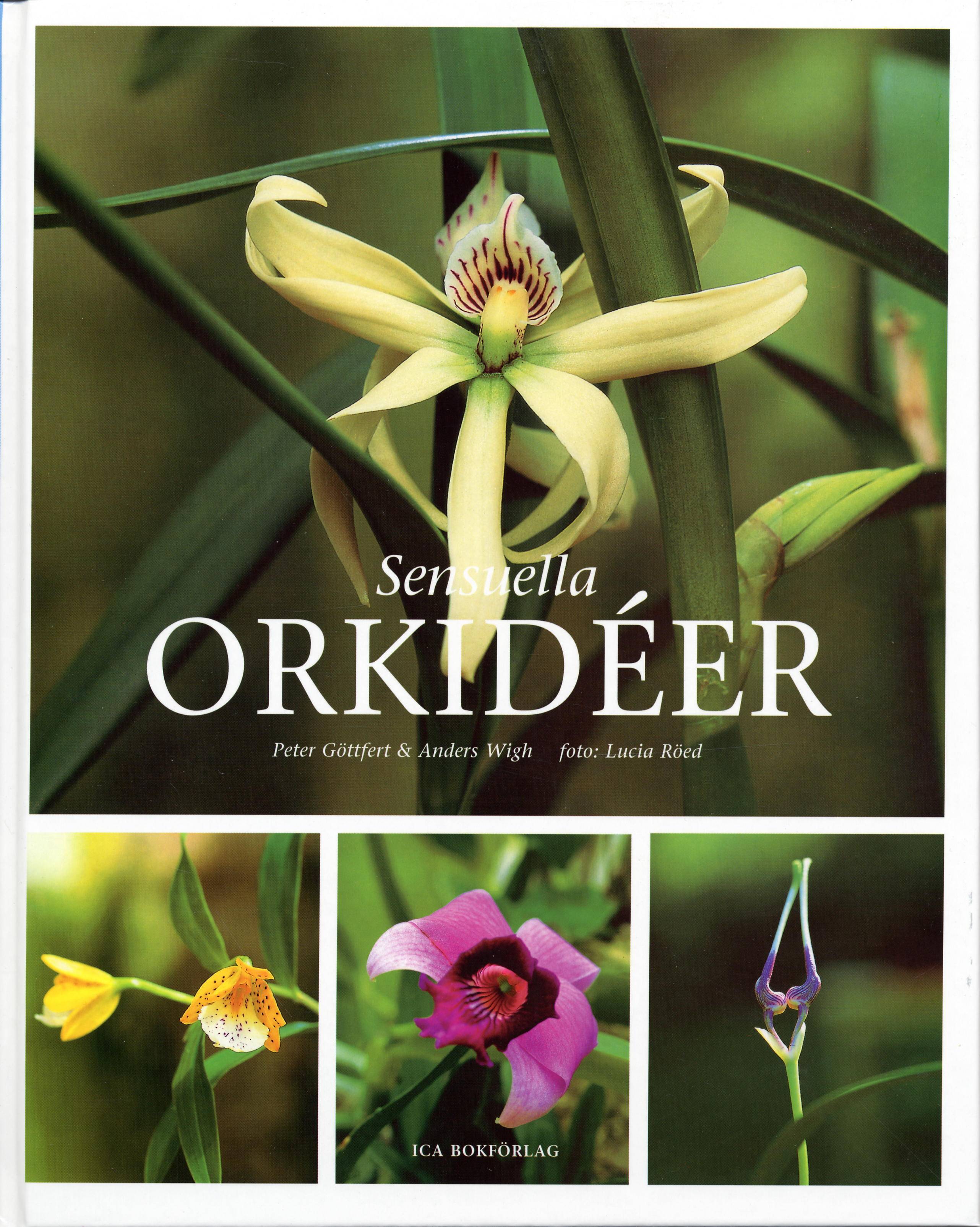 Sensuella orkidéer