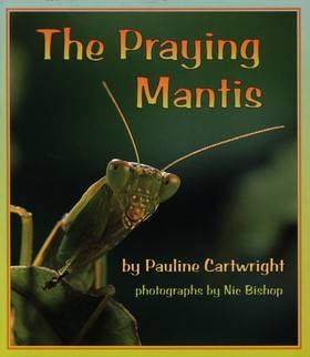 The Praying Mantis, 6-pack