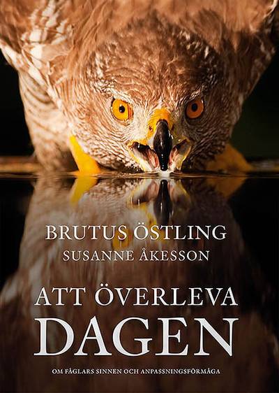 Att överleva dagen : om fåglars sinnen och anpassningsförmåga