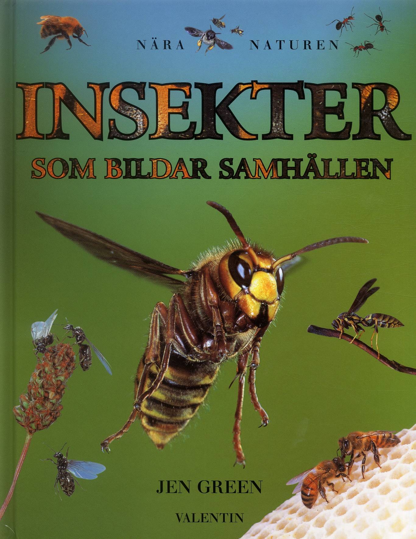 Insekter som bildar samhällen