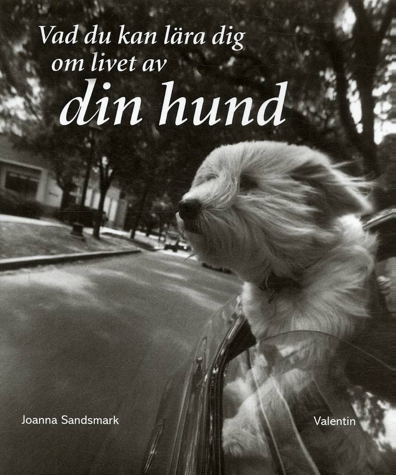 Vad du kan lära dig om livet av din hund