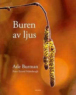 Buren av ljus