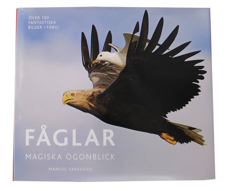 Fåglar : magiska ögonblick