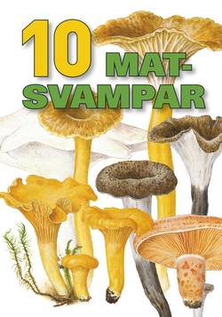 10 matsvampar