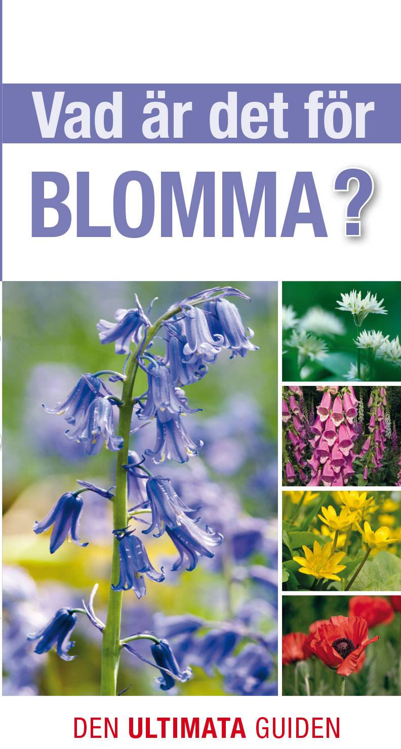 Vad är det för blomma?