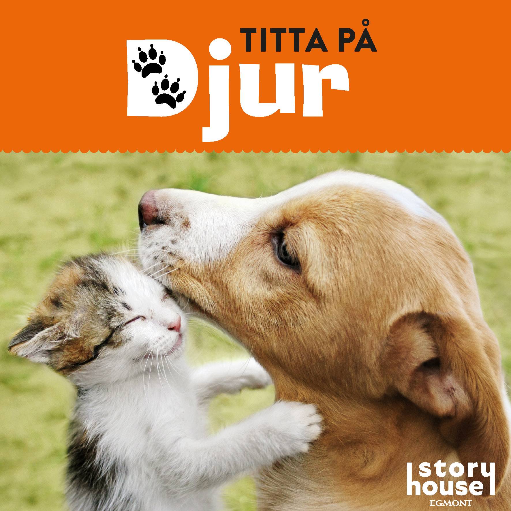 Titta på djur