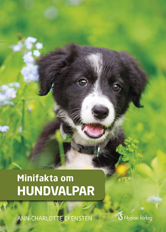 Minifakta om hundvalpar