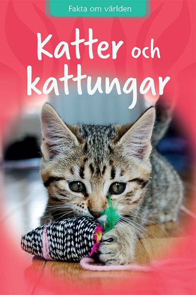 Katter och kattungar