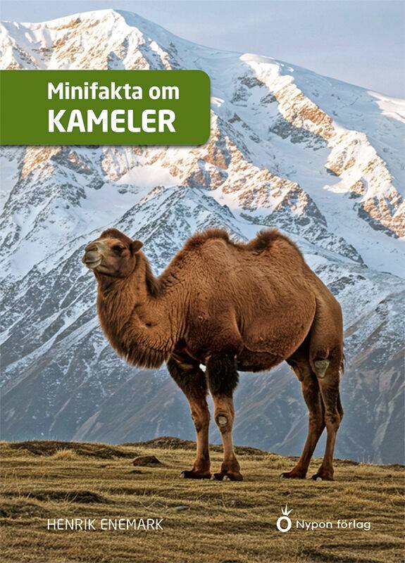 Minifakta om kameler