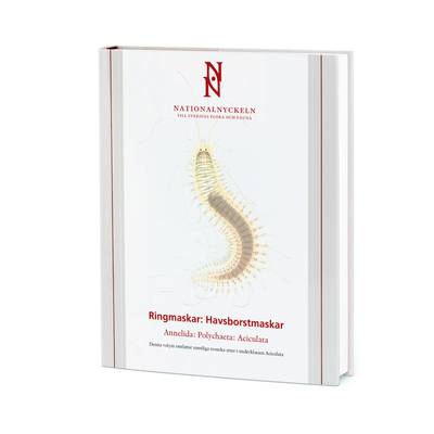 Ringmaskar : havsborstmaskar. Annelida : polychaeta: aciculata