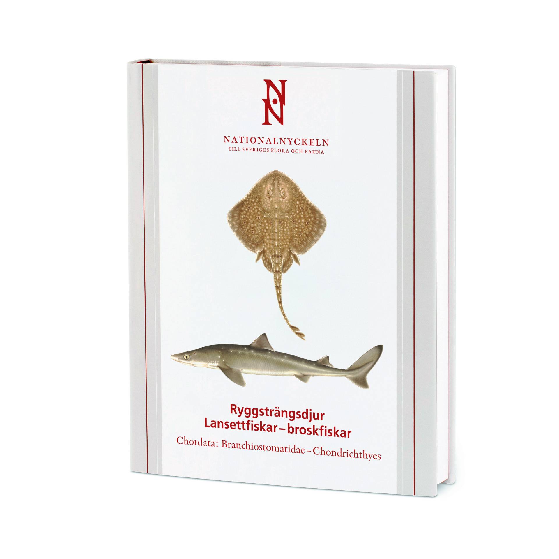 Ryggsträngsdjur : lansettfiskar - broskfiskar. Chordata : branchiostomatidae - chondrichthyes